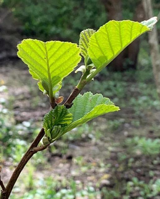 Alder Cabin 基尔根尼 外观 照片